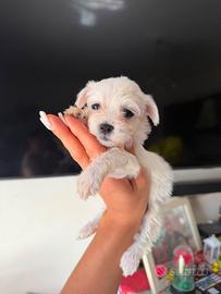 Maltese