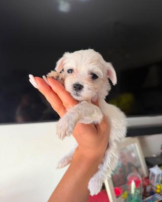 Maltese