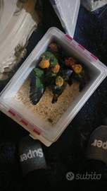 Pappagalli pulli da inbecco