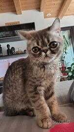 exotic shorthair 