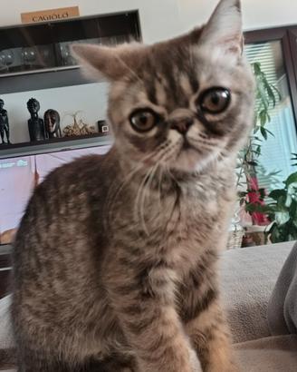 exotic shorthair 