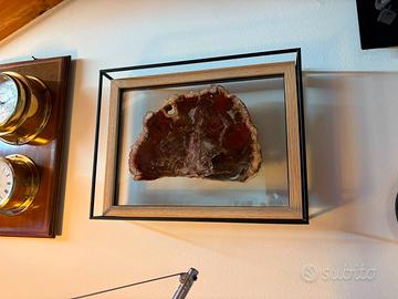 sezione legno fossile madagascar