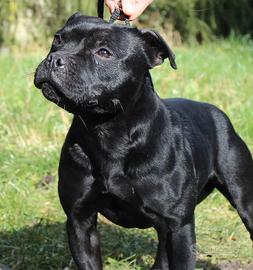 Regalò Staffordshire Bull Terrier