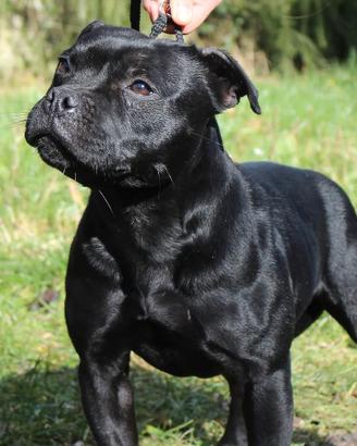 Regalò Staffordshire Bull Terrier