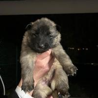 Cuccioli di pastore belga Tervueren