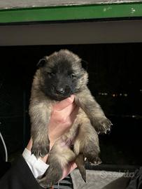 Cuccioli di pastore belga Tervueren