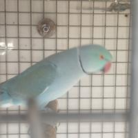 Pappagalli parrocchetti