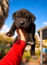 Cuccioli cane corso