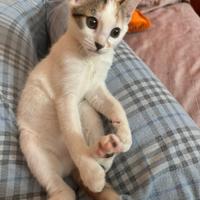 Macchia gattina 2 mesi