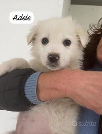 Cucciole femmine taglia media 2 mesi