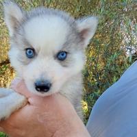 Cuccioli husky siberiano occhi chiari