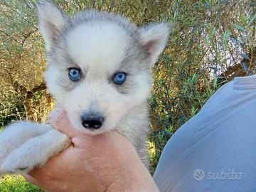 Cuccioli husky siberiano occhi chiari