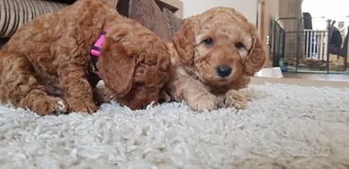 Cuccioli di barboncini disponibili mini toy M e F