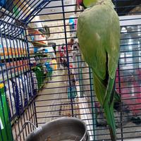 Parrocchetto dal collare