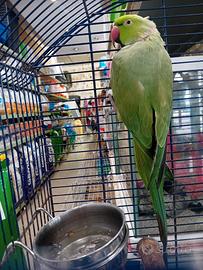 Parrocchetto dal collare