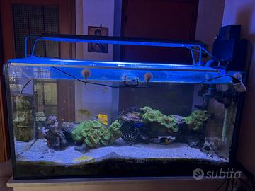 Acquario marino - coralli - pesci