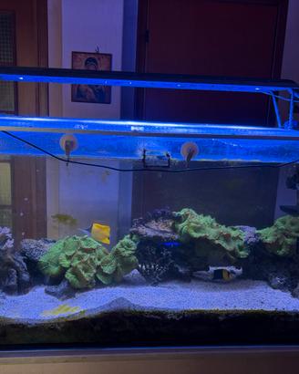 Acquario marino - coralli - pesci