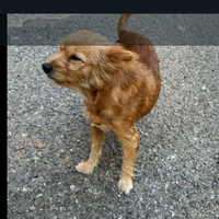 Cagnolina piccola taglia salvata da maltrattamen