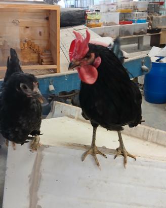 Galline Cornute
