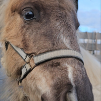 Pony puledra