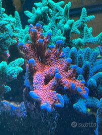 Talea di digitata forest fire