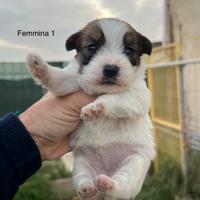 Cuccioli di jack Russell pelo broken