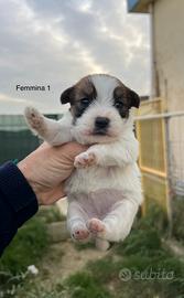 Cuccioli di jack Russell pelo broken