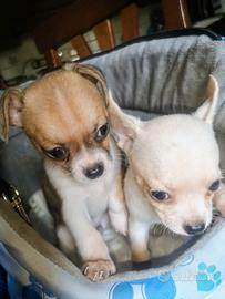 Maschietti Chihuahua teneri cuccioli puri sani