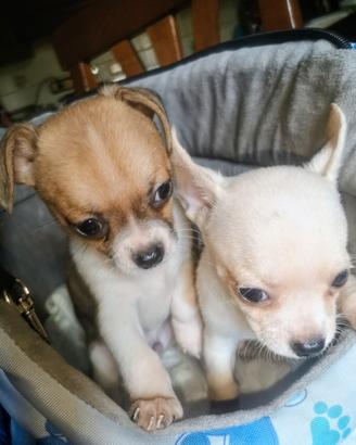 Maschietti Chihuahua teneri cuccioli puri sani