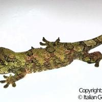 Geco Mniarogekko chahoua
