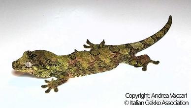 Geco Mniarogekko chahoua