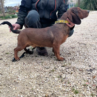 Dachsbrake da Cinghiale