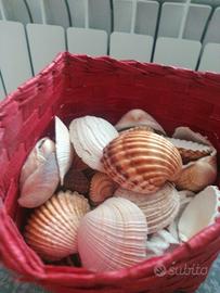 600 gr conchiglie più cestino omaggio