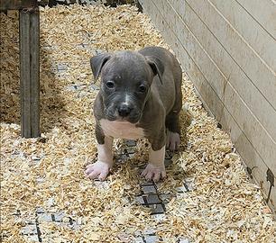 American Pitbull Terrier