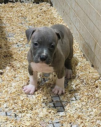 American Pitbull Terrier