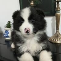 Border collie nero e bianco maschio