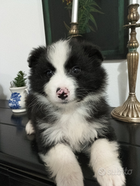 Border collie nero e bianco maschio