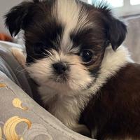 Cucciola mini Shihtzu Shih Tzu Imperial