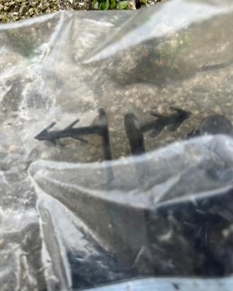 Clip a cavaliere APE