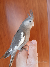 Pappagallo calopsite