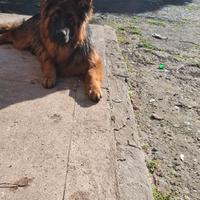 Pastore tedesco pelo lungo