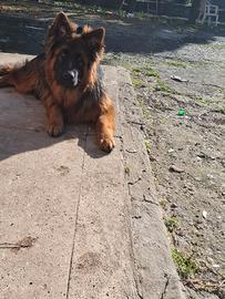 Pastore tedesco pelo lungo