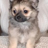 Chihuahua pelo lungo cucciolo