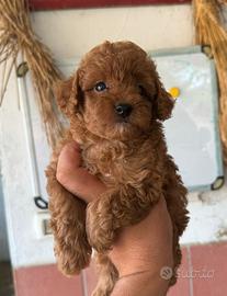 Cuccioli barboncino Toy
