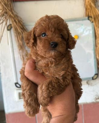 Cuccioli barboncino Toy