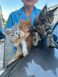 Maine Coon