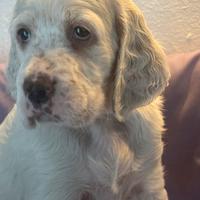 Cuccioli setter inglese