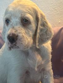 Cuccioli setter inglese