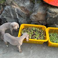 Cucciolo bracco