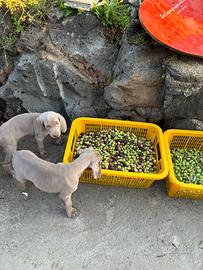 Cucciolo bracco